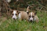BULL TERRIER MINIATURE 239